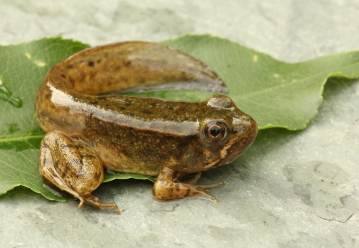 Green Frog